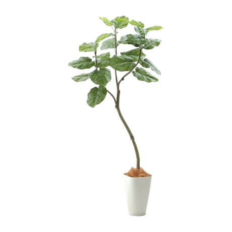 フェイクグリーン ウンベラータ