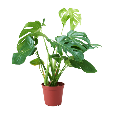 観葉植物 モンステラ アダンソニー